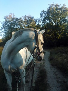 paard buiten natuur