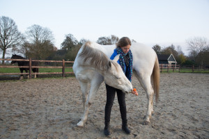 paard training mobiliseren stretching
