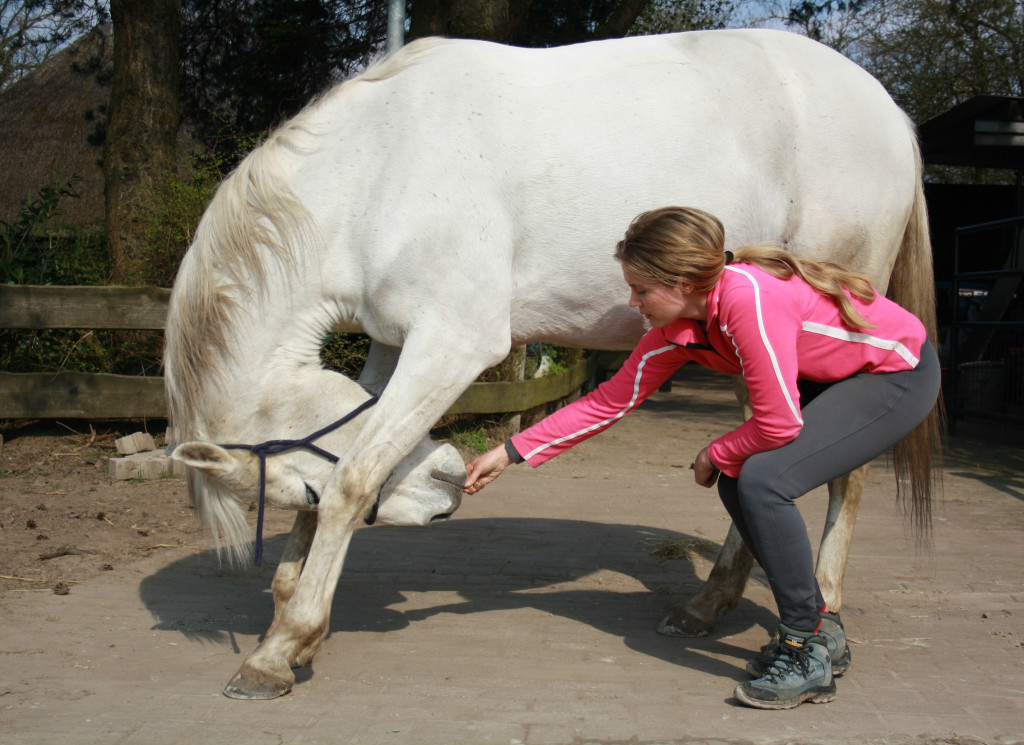 paard training carrot stretch trainingstip