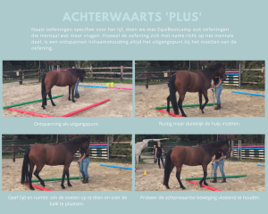 Equibootcamp oefening achterwaarts