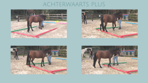 Equibootcamp oefening achterwaarts