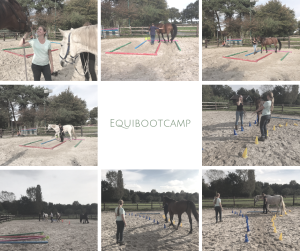 Equibottcamp grondwerk training paarden