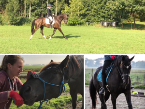 EquiBootcamp training ervaring paard grondwerk fitness dressuurpaard