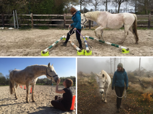 EquiBootcamp ervaring met fitness grondwerk training senioren paard
